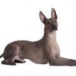 Perro Xoloitzcuintle