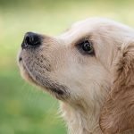 Cachorro Golden Retriever