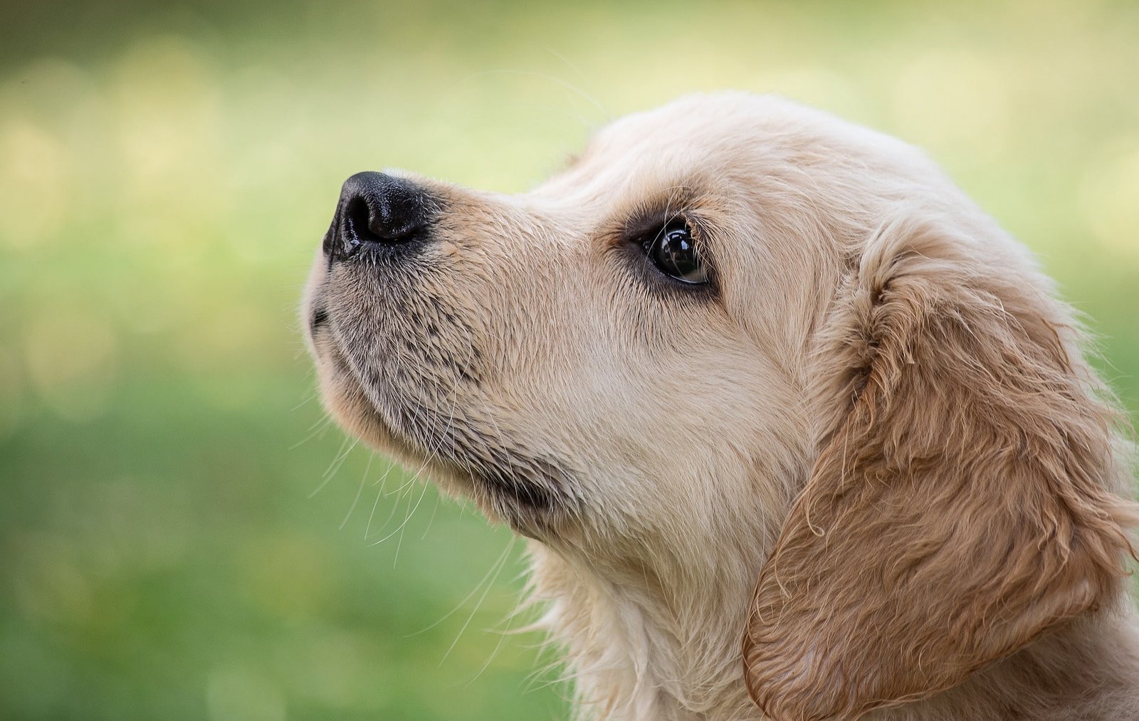 Cachorro Golden Retriever