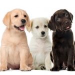 Cachorros de Labrador Retriever