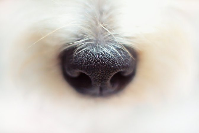 Nariz de un perro