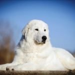 Perro Pastor de Maremma