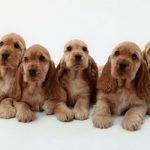 Cocker Spaniel Inglés
