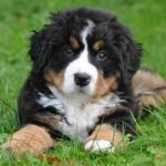 Cachorro de Boyero de Berna