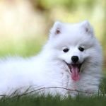 Perro Pomerania blanco