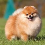 Perro Pomerania rojo