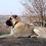 Perro Kangal turco
