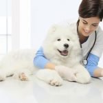 antivacunas en perros