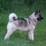 Perro cazador de alces noruego