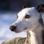 Cabeza de un perro Whippet