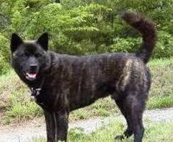 Patrón de manto atigrado oscuro en un perro