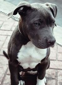 Perro bicolor sin un patrón definido