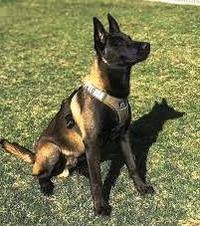 Perro con patrón de manto carbonado intenso