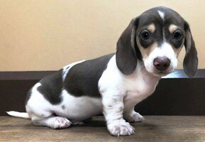 Perro tricolor azul, blanco y rojo con patrón piebald