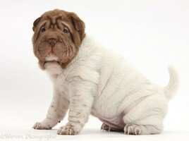 Shar Pei con patrón flower