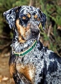 Perro con patrón merle y marcas point