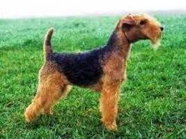 Perro con patrón silla de montar