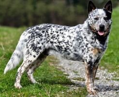 Ejemplo de patrón ruano o ticking en un perro