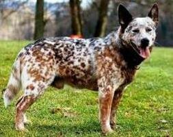 Perro con patrón de manto ruano o ticking