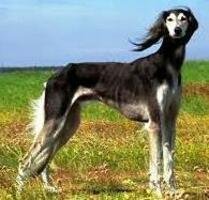 Perro con patrón urajiro
