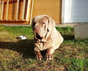 Mastin Napolitano / Kennel Club Argentino