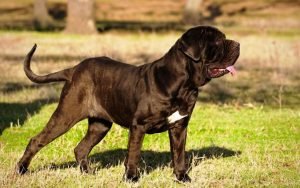 Mastín Napolitano / Kennel Club Argentino