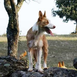 Podenco Portugués / Kennel Club Argentino