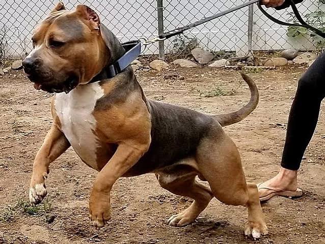 Perro de raza Pit Monster