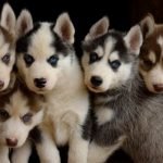 Cachorros de Husky Siberiano