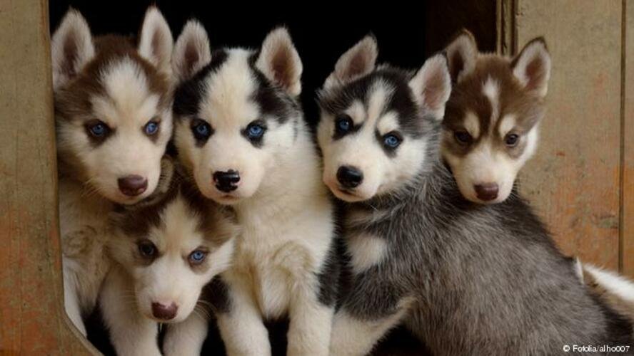 Cachorros de Husky Siberiano