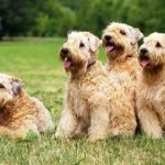 Terrier irlandés de pelo suave