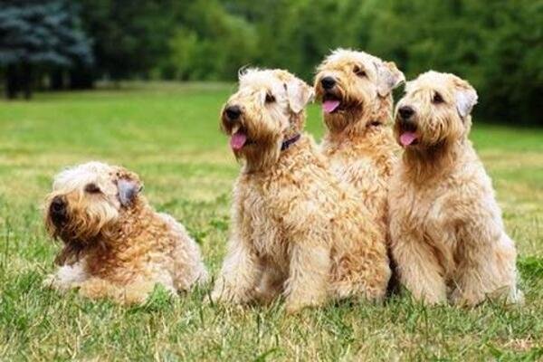 Terrier irlandés de pelo suave