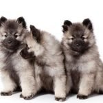 Cachorros de raza Keeshond