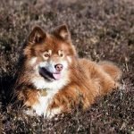 Perro Finlandés de Laponia