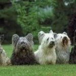 Perro Skye Terrier