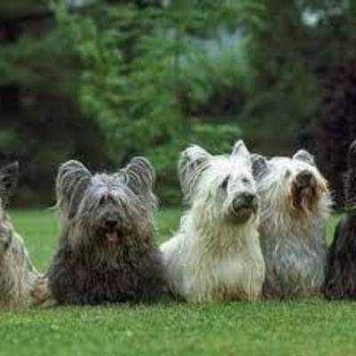 Perro Skye Terrier