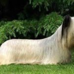Pelaje de un perro
