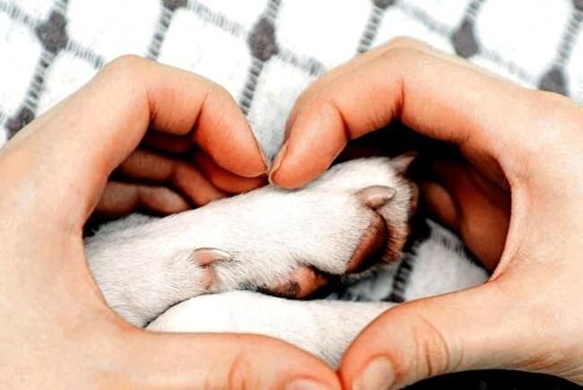Patas de perros rodeadas por un corazón formado con manos