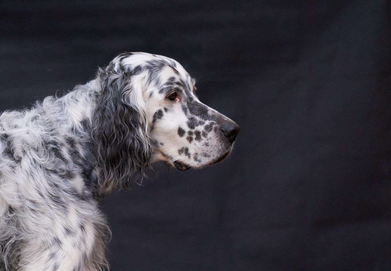 Cabeza Setter Ingles / Kennel Club Argentino