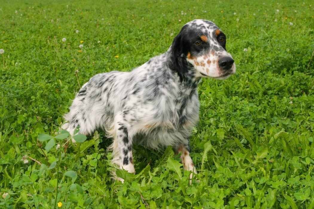 Setter Ingles / Kennel Club Argentino