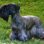 terrier checo negro