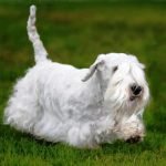 Sealyham Terrier
