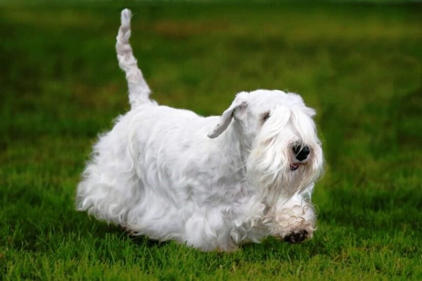 Sealyham Terrier