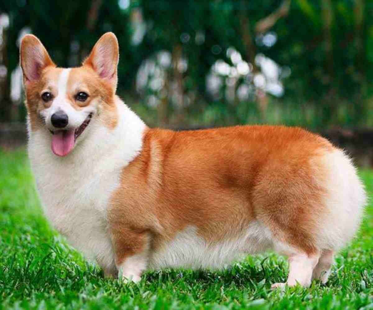 Corgi Galés Pembroke