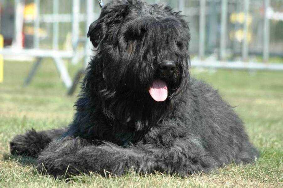 boyero de flandes / Kennel Club Argentino