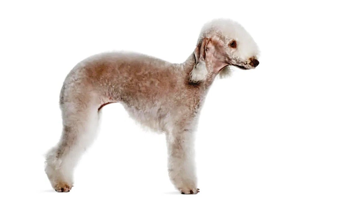 bedlington terrier tiene alergias