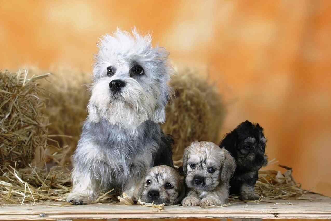 Dandie Dinmont Terrier con cachorros / Kennel Club Argentino - KCA