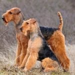 Dos perros Airedale Terrier