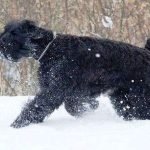 Terrier Negro Ruso