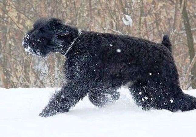 Terrier Negro Ruso